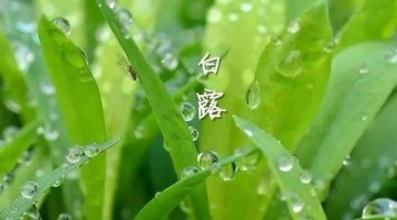 涼風(fēng)至，白露降